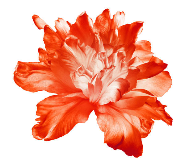red  tulip  flower  on white isolated background with clipping path. closeup. for design. nature. - flower white tulip blossom imagens e fotografias de stock