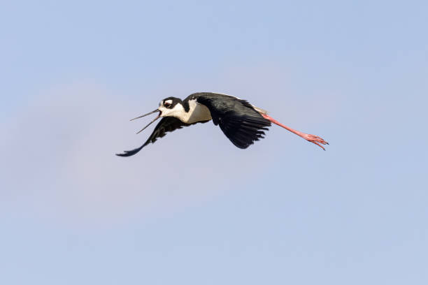 istock Stilt Bird Flying In Air 1431567690