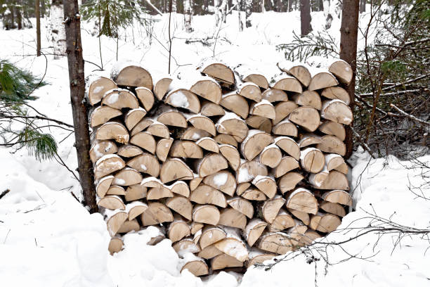 Stack of chopped wood covered with snow in the forest