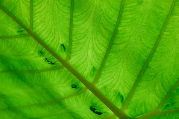 istock Full frame shot of green leaf texture background 1431573185