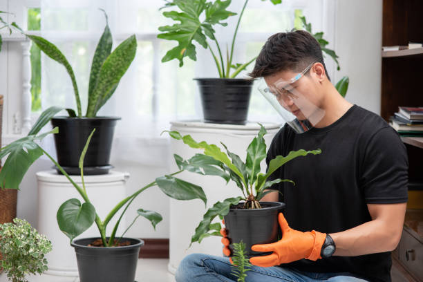 istock Men wearing orange gloves and planting trees indoors. 1431574849