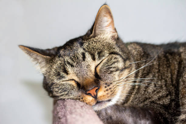 istock Headshot view of a sleeping gray striped tabby cat 1431574904