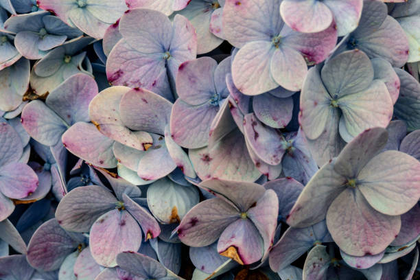 istock Close up photo of hydrangea flower 1431576145