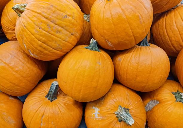istock Ghost Rider pumpkins on a traditional vegetable market display. 1431576684