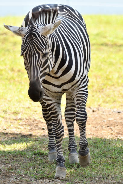 istock Photo of a zebra seen from the front 1431578906