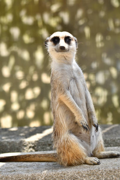 istock A meerkat guarding its surroundings 1431578928