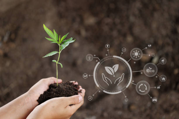 istock Technology, hand holding  a tree with environment Icons over the Network connection on a fertile soil background. 1431579987