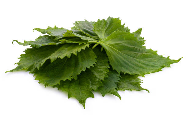 istock Fresh Green Shiso or Oba leaf isolated on a white background. 1431580934
