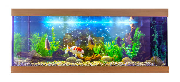 istock Rectangular aquarium with Brocade catfish Pterygoplichthys, Chinese carp and common carp 1431581264