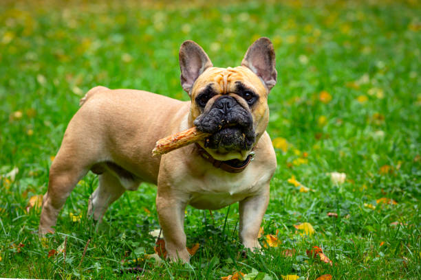 istock French bulldog playing on a green field 1431582350
