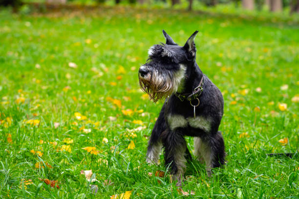 istock Miniature Schnauzer plays on a green meadow. 1431582351