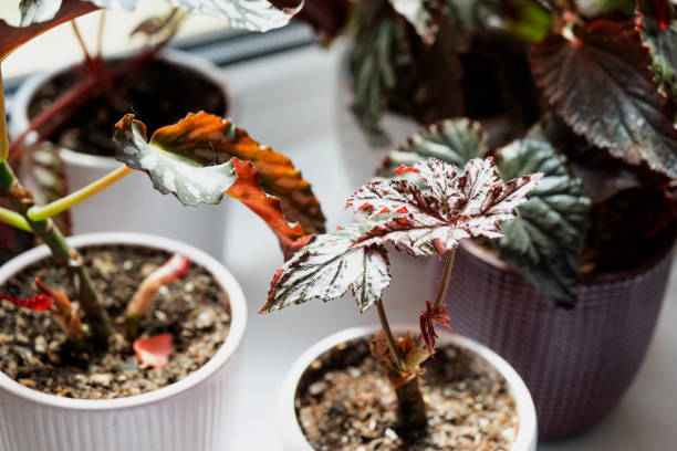Home potted plant begonia decorative deciduous in the interior of the house. Hobbies in growing, caring for plants, greenhome, gardening at home. stock photo