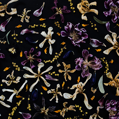 Dried flowers background image