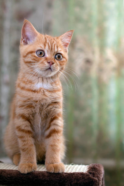 istock Red British kitten close-up. Vacation in the country. 1431586988