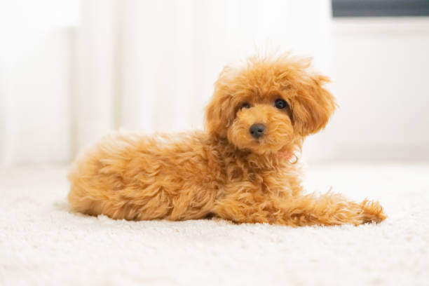 istock pet poodle dog family 1431588973