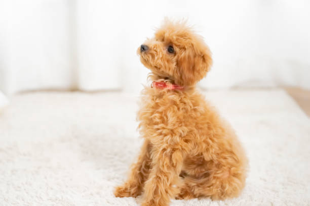 istock pet poodle dog family 1431589078