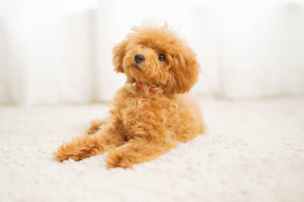 istock pet poodle dog family 1431589118