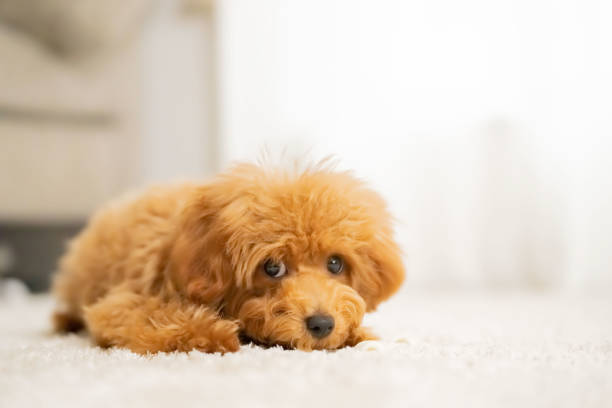 istock pet poodle dog family 1431589135