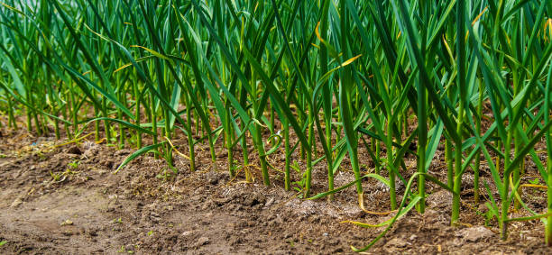 istock Garlic grow in the vegetable garden. Selective focus. 1431589259
