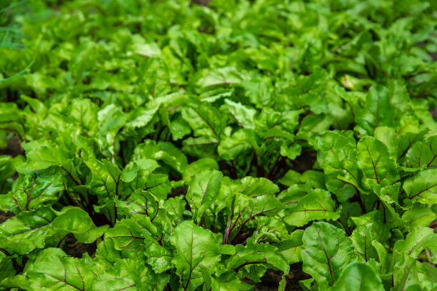 istock Beets grow in the garden. Selective focus. 1431589263