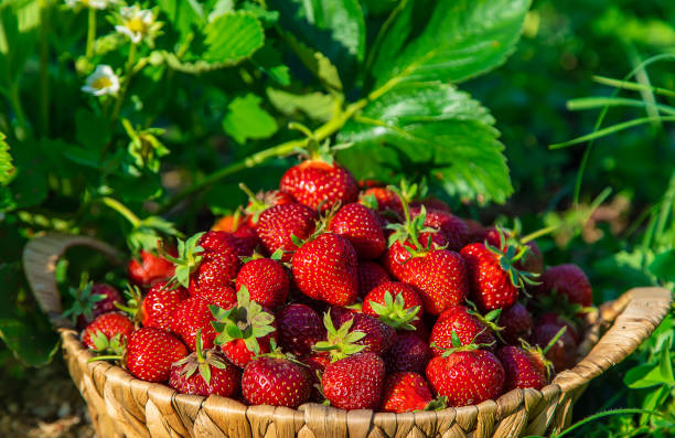 istock Harvest strawberries in a basket in the garden. Selective focus. 1431589287
