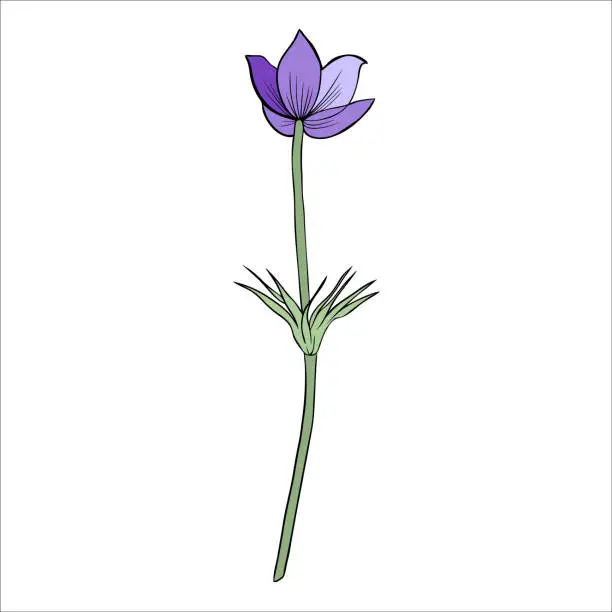 Vector illustration of Lumbago meadow, Pulsatilla flower ink sketch, Vector Pasque flower isolated on white, floral colorful illustration, Botanical drawing of Perennial poisonous flowering plant for design