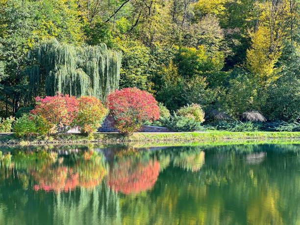 istock Autumn landscape with trees and pond. 1431591446