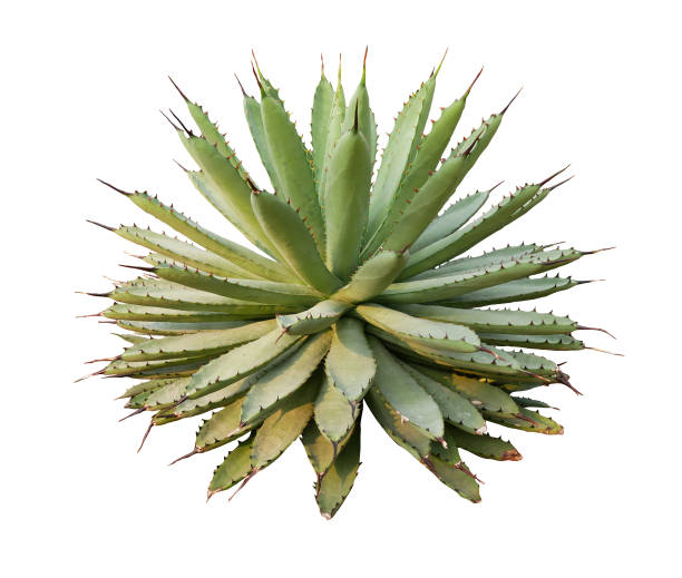 istock Agave plant isolated on white background.This has clipping path. 1431593868