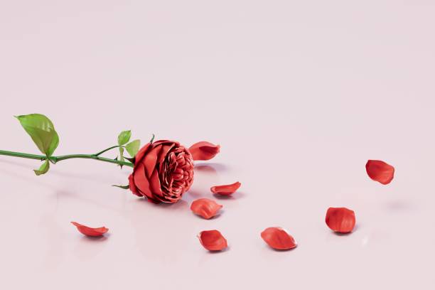 istock a beautiful rose with petals crumbling across the pastel background. 3D render 1431595062