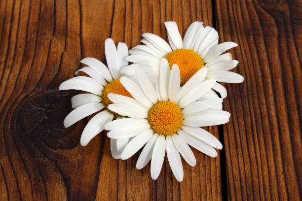 istock Three chamomile flower heads lie on a wooden background. 1431595584