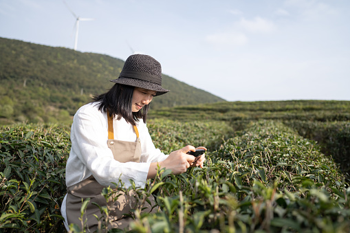 Farmer in modern tea garden using mobile phone to photograph and inspect