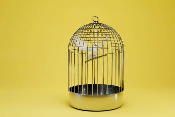 istock a peace dove with an olive twig in its beak sits in a closed cage on a yellow background. 3D render 1431596729