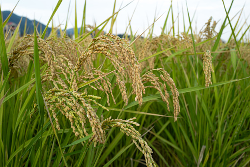 rice mature ear