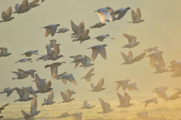 istock Doves on flight in the morning beautiful light background 1431597143