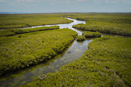 Drone point of view above coastal water channels and mangrove habitat, site of aquatic sport recreation.