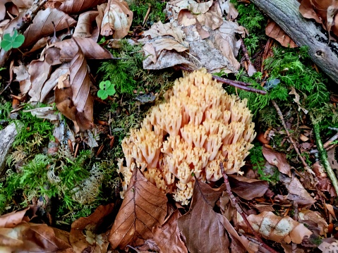 Phaeoclavulina mushroom it is part of the Ramaria family which includes 200 species of coral fungi. The image was captured in the swiss alps (canton of glarus) at an altitude of 1500m.