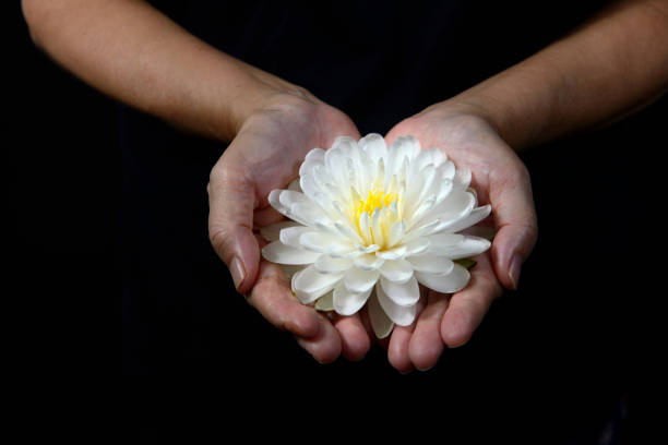 istock Hand holding white lotus flower  on black background 1431598214