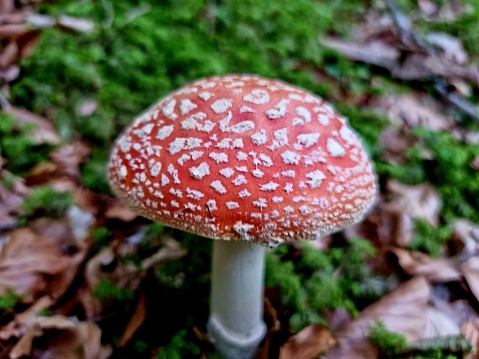Amanita muscaria or common fly agaric mushroom captured in a wood in the swiss mountains. The image was captured at an altitude of 1'800 m in the canton of glarus.