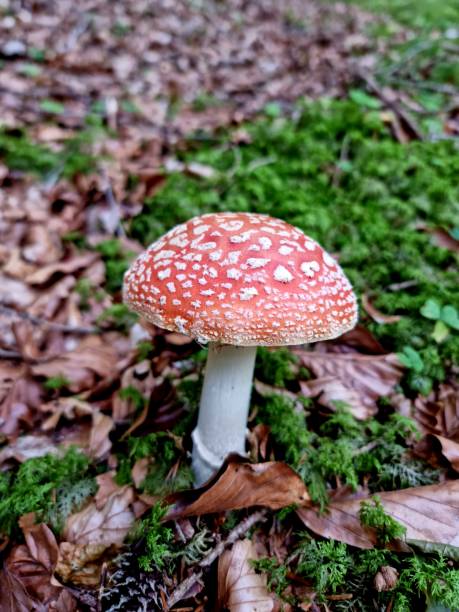 Amanita muscaria or common fly agaric mushroom captured in a wood in the swiss mountains. The image was captured at an altitude of 1'800 m in the canton of glarus.