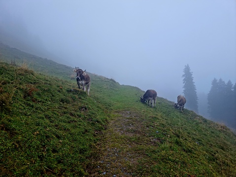 Some cows in the swiss alps captured during a foggy day. The image was made at an alatitude of 1700m in the canton of glarus.