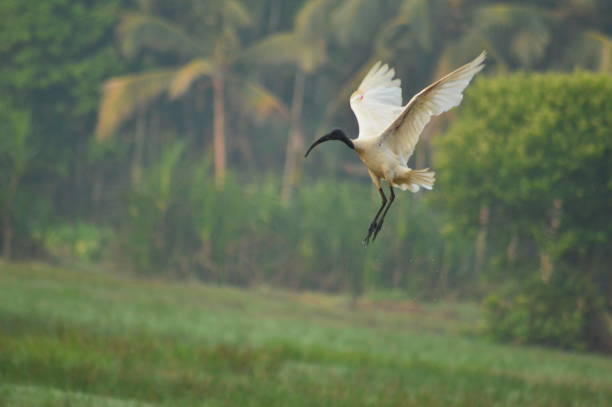 istock Bird on the air landing 1431600417