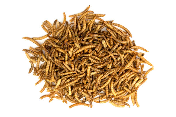istock The dry Mealworms Larva (Tenebrio molitor) 1431602388