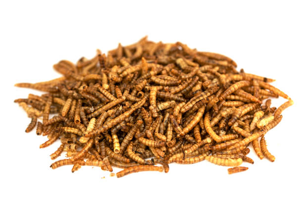 istock The dry Mealworms Larva (Tenebrio molitor) 1431602598