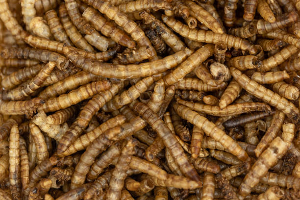 istock The dry Mealworms Larva (Tenebrio molitor) 1431602804