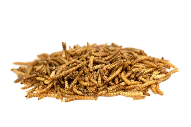 istock The dry Mealworms Larva (Tenebrio molitor) 1431602823