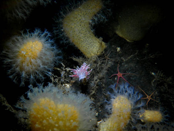 istock Colourful nudibranch surrounded by soft corals and starfishes 1431603391