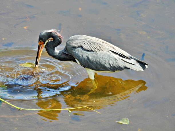 istock Tricolored Heron (Egretta tricolor) foraging in a lake 1431604749