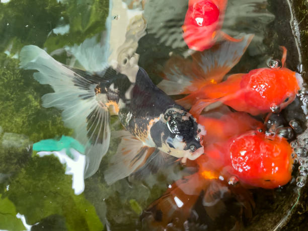 istock In the fish basin, many colorful fish appeared. 1431605367