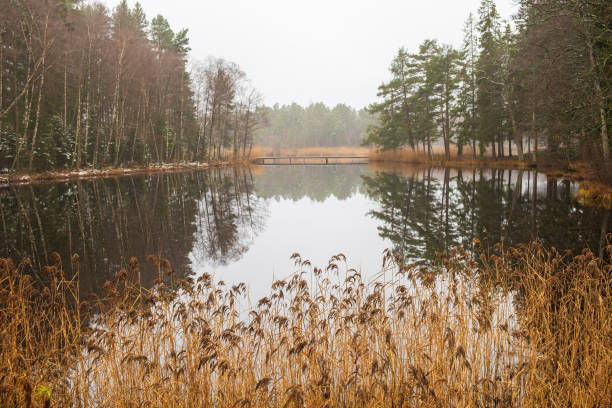 Forest lake with reeds in December light