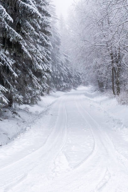 istock Dirt road in a winter forest 1431606360